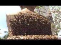 Miami Bee Removal Corp. image 7